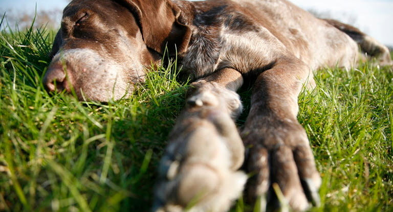 Chien allongé, inconscient