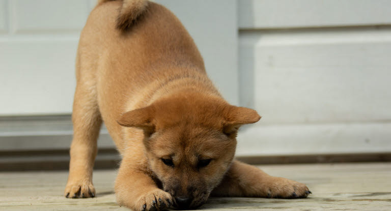 chiot hokkaido en train de jouer