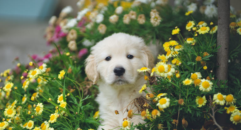 chien chiot fleurs jaune