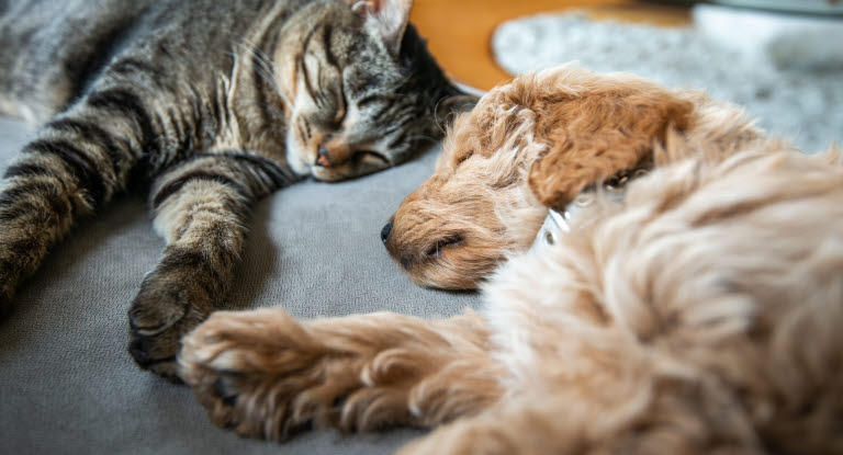 Un chat et un chien en train de dormir