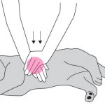 Dessin du geste de massage cardiaque sur un chien