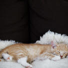 Chat roux allongé sur un canapé