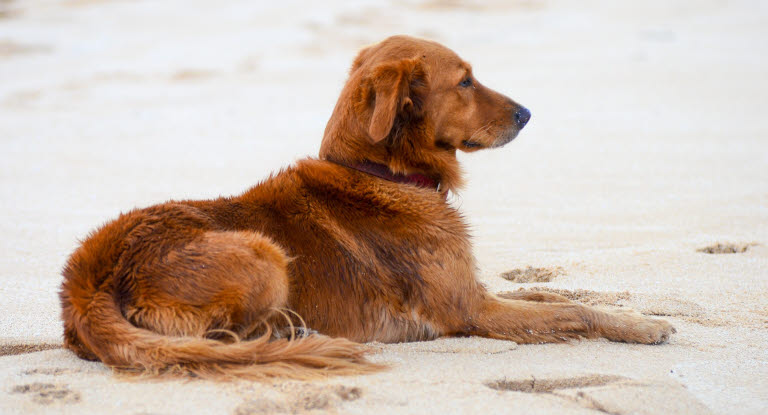 Chien couché sur la plage