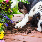 Un chien allongé avec de la terre sur lui et à côté. Les bacs de fleurs sont renversés