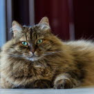 chat sibérien allongé yeux verts