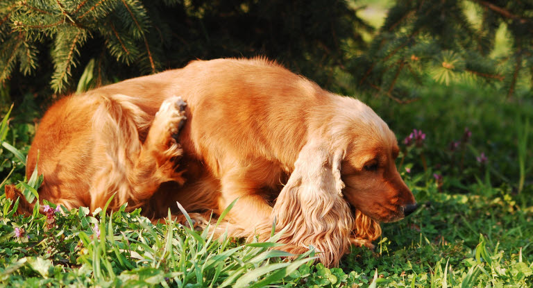 Un chien couché dans l'herbe entrain de se gratter avec la patte arrière