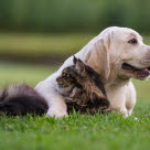 chien et chat couchés dans l'herbe