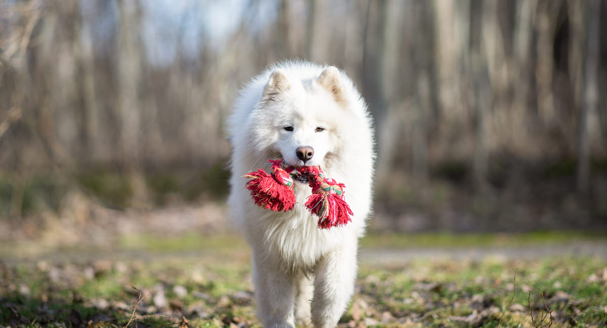 Fiche de race Samoyède Agria Assurance pour animaux