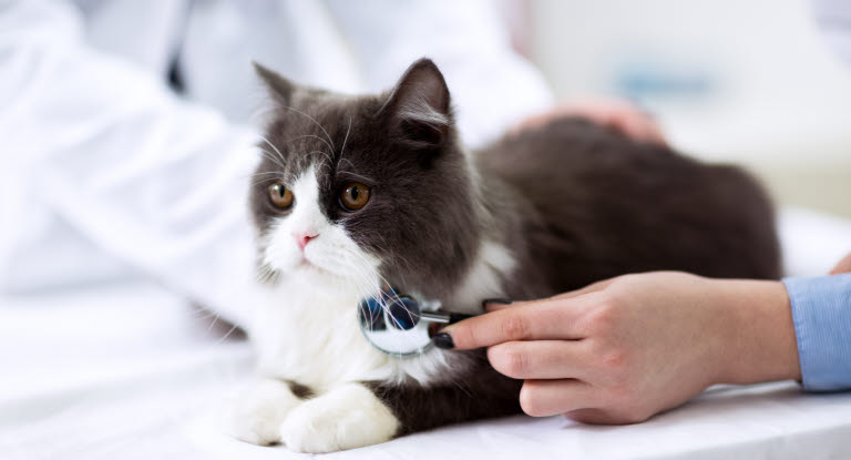 Oscultation d'un chat chez le vétérinaire