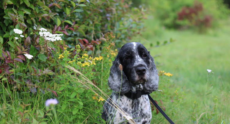 Un chien qui urine souvent et en petite quantité peut présenter des calculs urinaires.